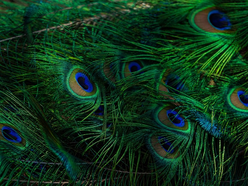 Fauna Connections: Call For Presentation&nbsp;Proposals