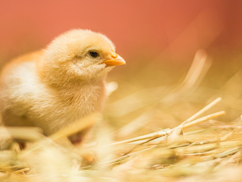 PHAIR Animal Advocacy Conference: Full programme out&nbsp;now