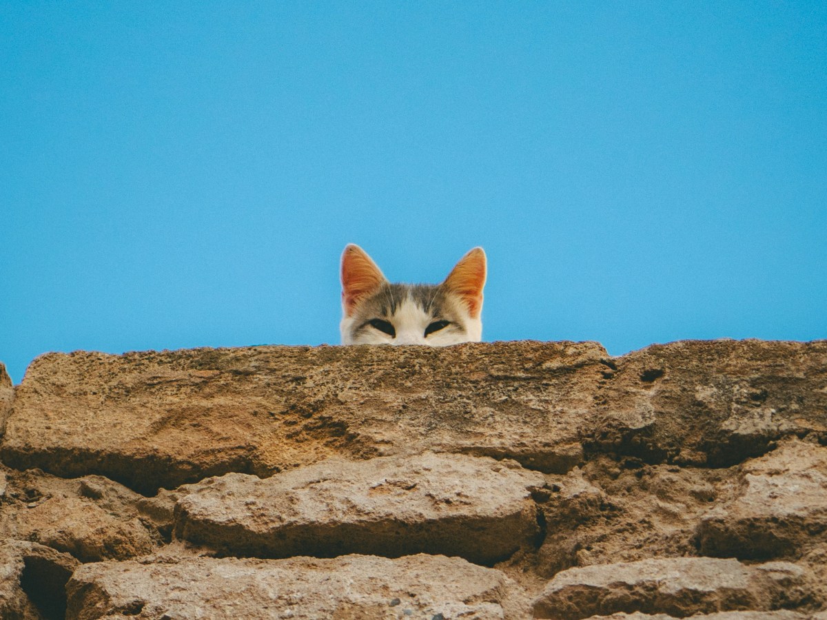 Student Showcase: Jessica&nbsp;Schiller