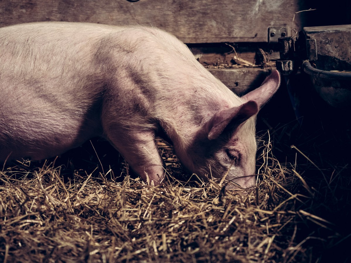 Reducing meat consumption: An unsolved&nbsp;problem