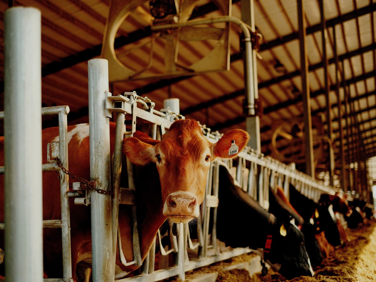 The Dairy Paradox: An Interview with Sarah&nbsp;Kunze