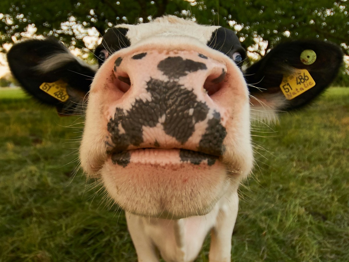 Apply to be a ‘Researcher’ at Animal Charity&nbsp;Evaluators