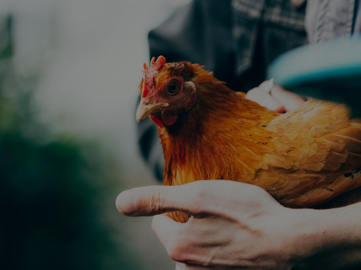 Helping animals effectively: An interview with Alina Salmen about “Better for&nbsp;Animals”
