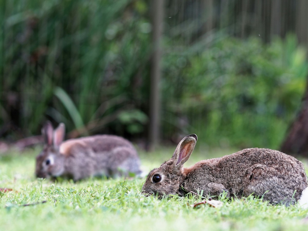 PHAIR paper alert: “Measuring Wild Animal Welfare Attitudes”