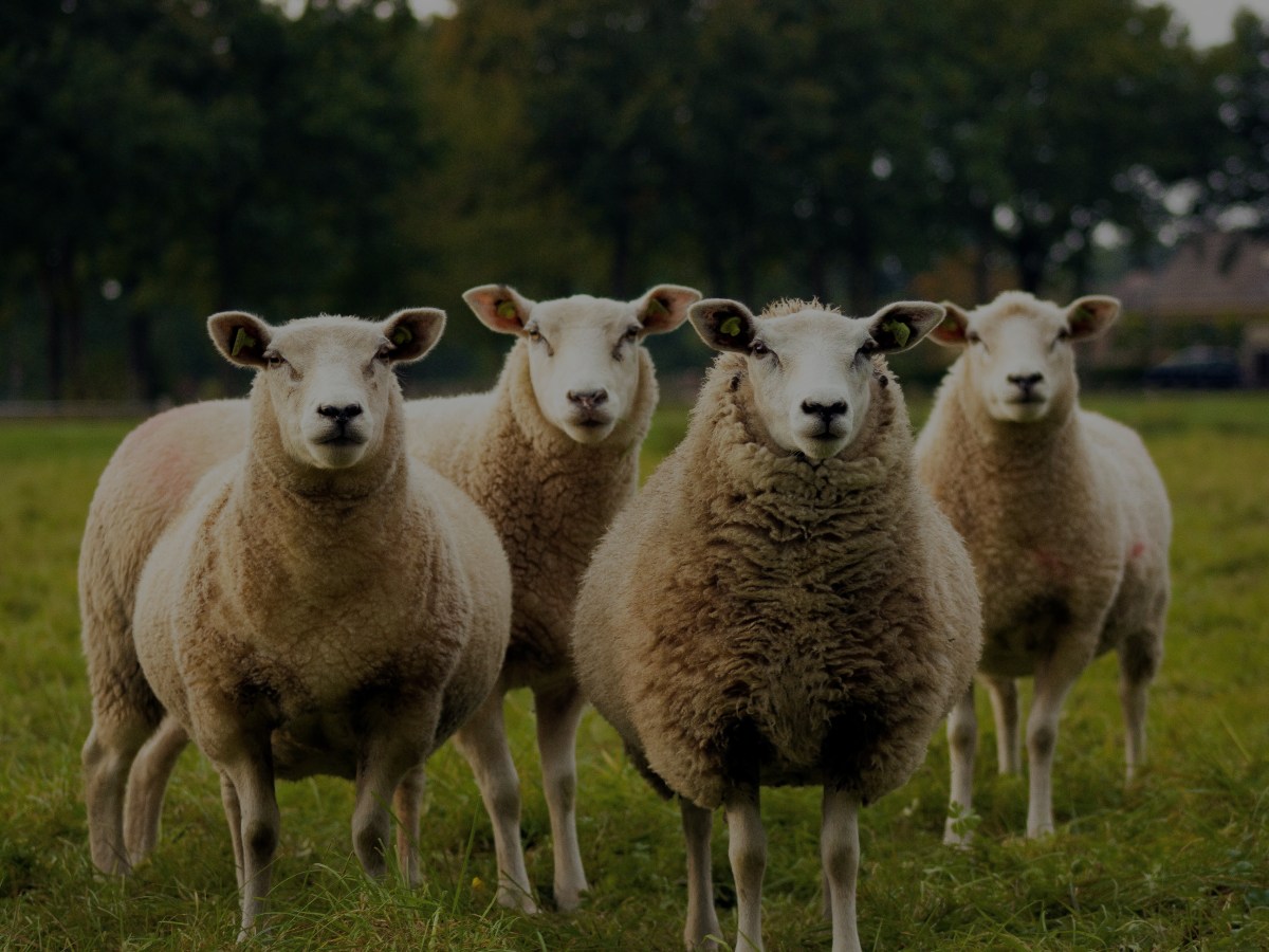 PHAIR paper alert: “Attitudes towards conventional, regenerative, plant-based and cell-cultured&nbsp;meat”