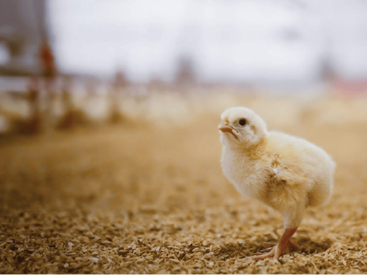 New book: Animal and Vegan&nbsp;Advocacy
